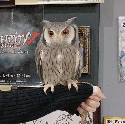 ぽっぽちゃんｶﾝﾜｰﾖ